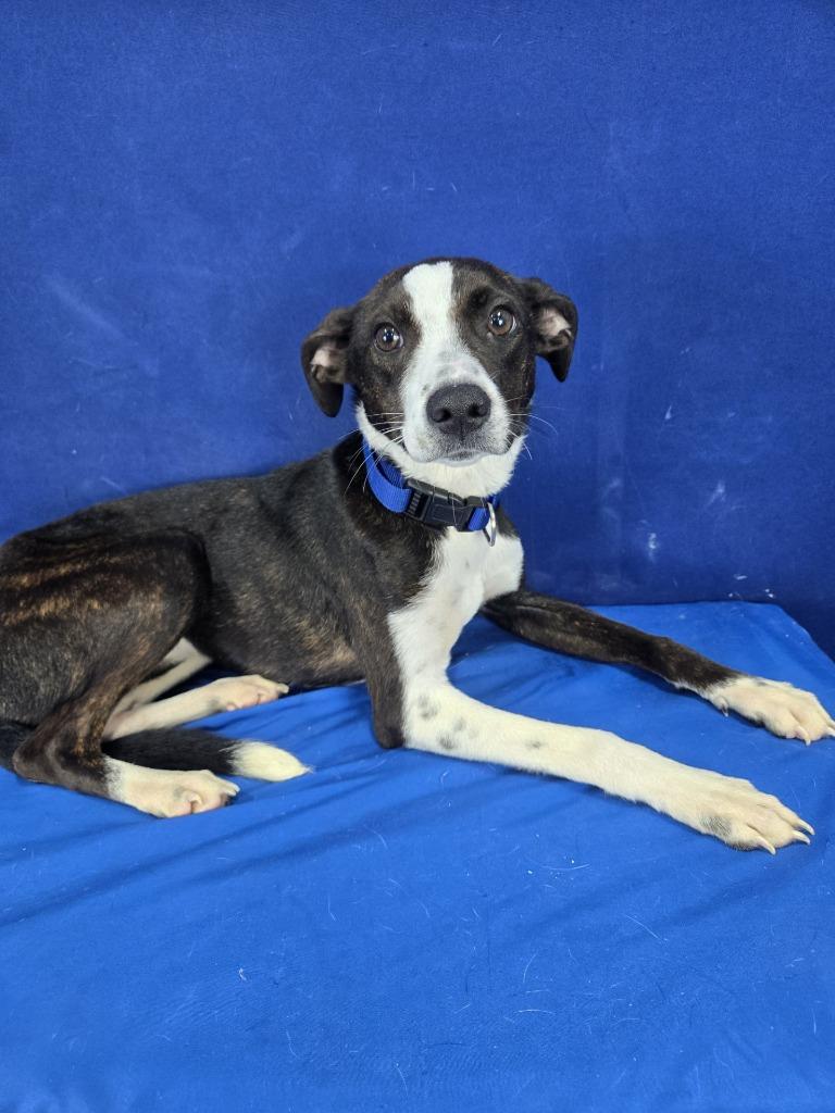 Paste, a Adoptable mixed breed in Ruston, LA image 2/6