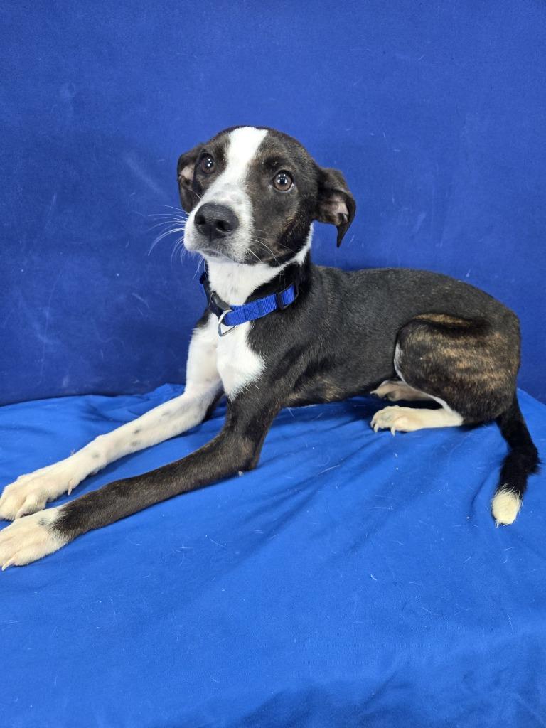 Paste, a Adoptable mixed breed in Ruston, LA image 3/6