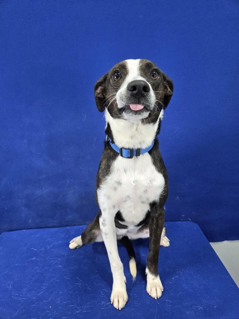 Paste, a Adoptable mixed breed in Ruston, LA image 4/6