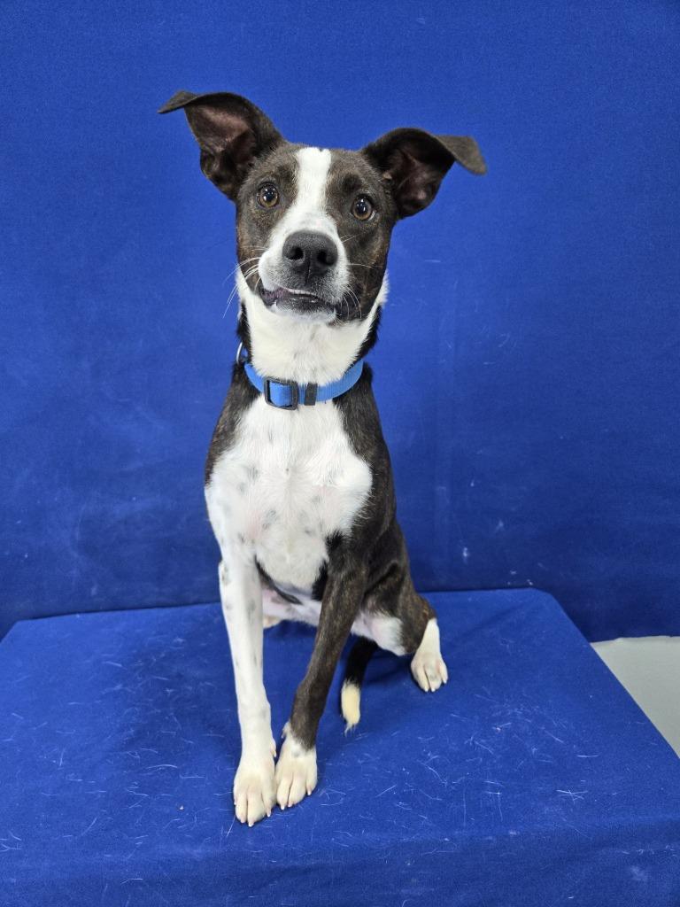 Paste, a Adoptable mixed breed in Ruston, LA image 5/6