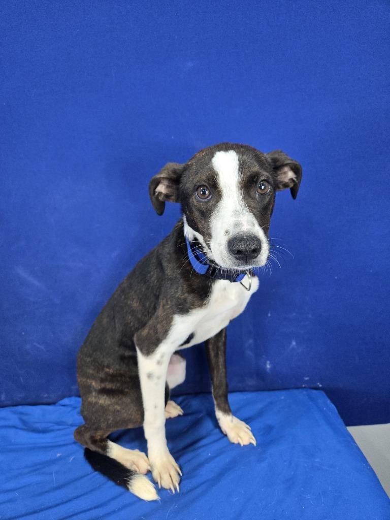 Paste, a Adoptable mixed breed in Ruston, LA image 6/6