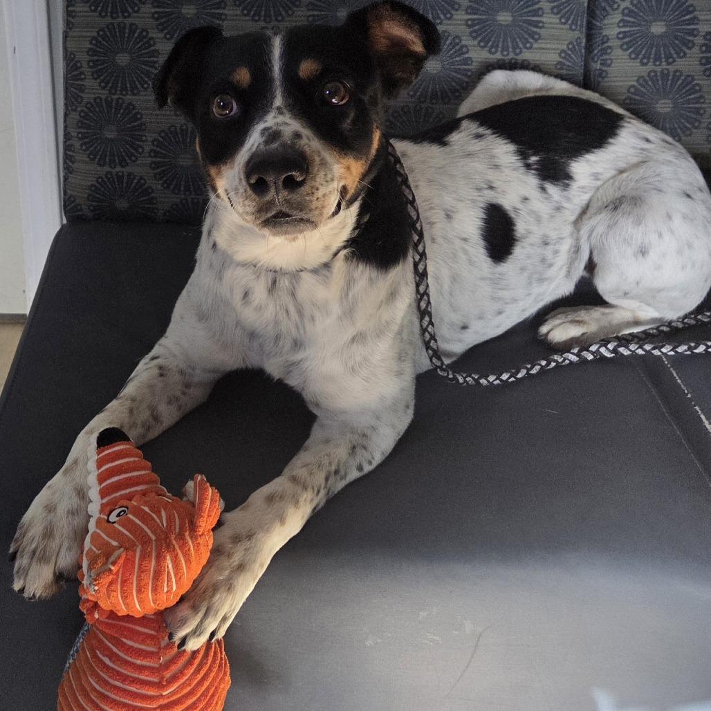 Enlarge Angus, a Adoptable Rat Terrier in Hohenwald, TN image 1/2
