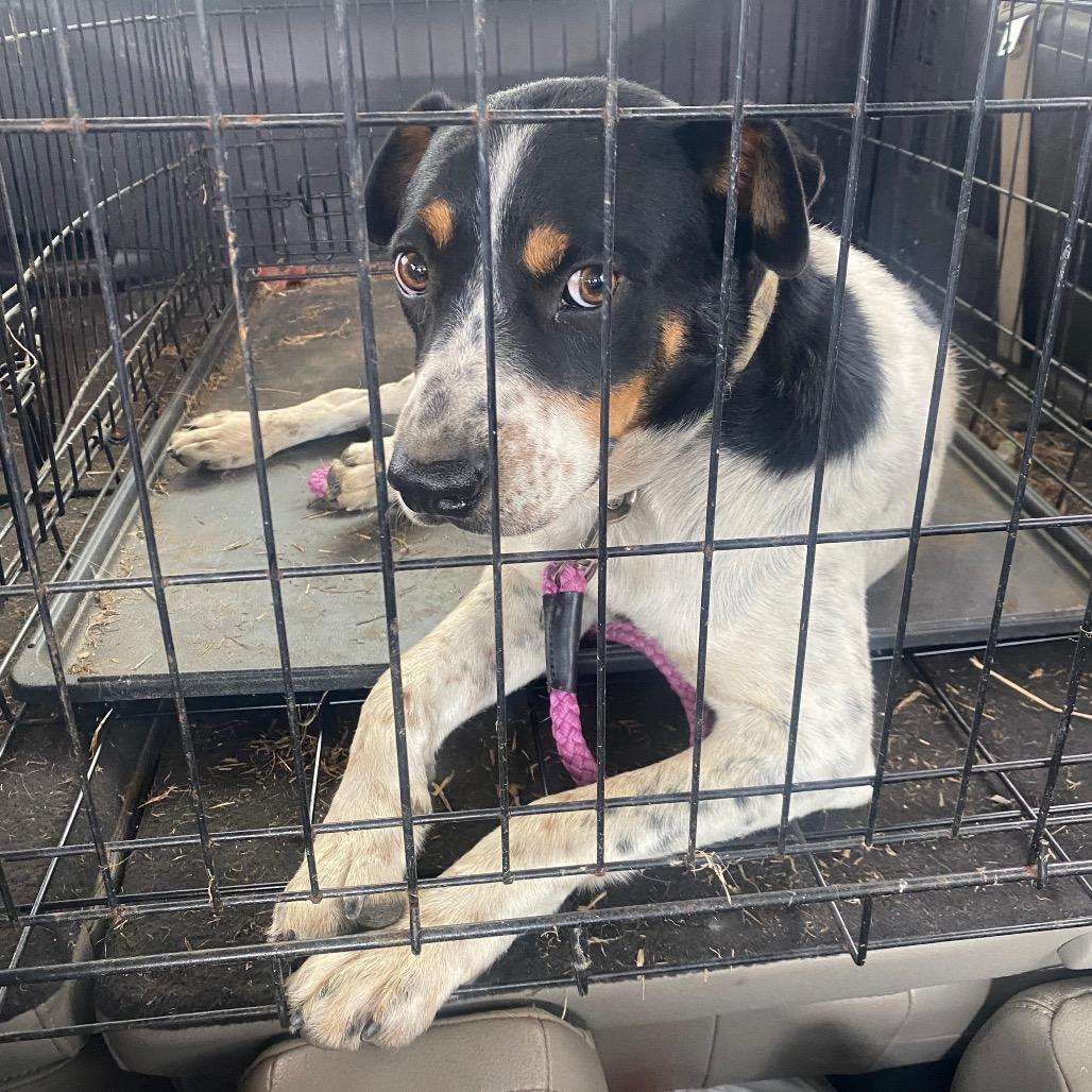 Enlarge Angus, a Adoptable Rat Terrier in Hohenwald, TN image 2/2