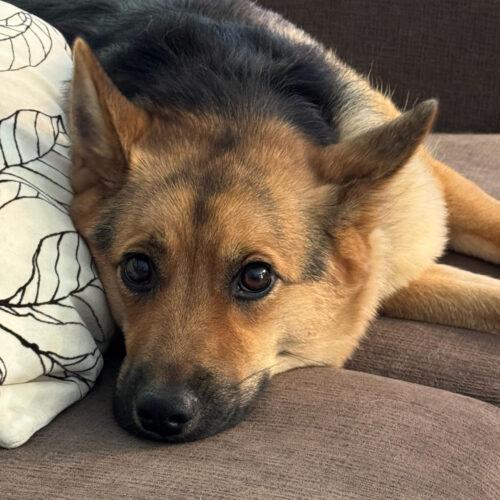 Nala, Adoptable, Young Female Shepherd & Mixed Breed.