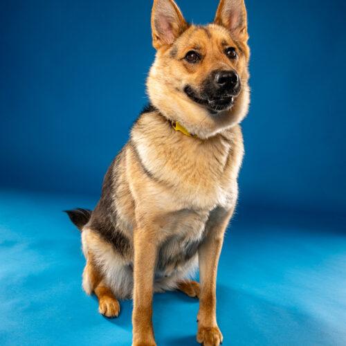Enlarge Nala, a Adoptable mixed breed in Hawkestone, ON image 2/6