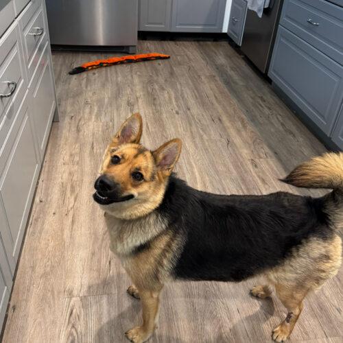 Enlarge Nala, a Adoptable mixed breed in Hawkestone, ON image 3/6