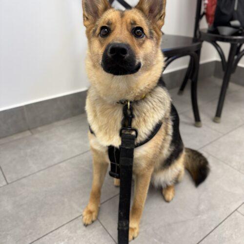 Enlarge Nala, a Adoptable mixed breed in Hawkestone, ON image 4/6