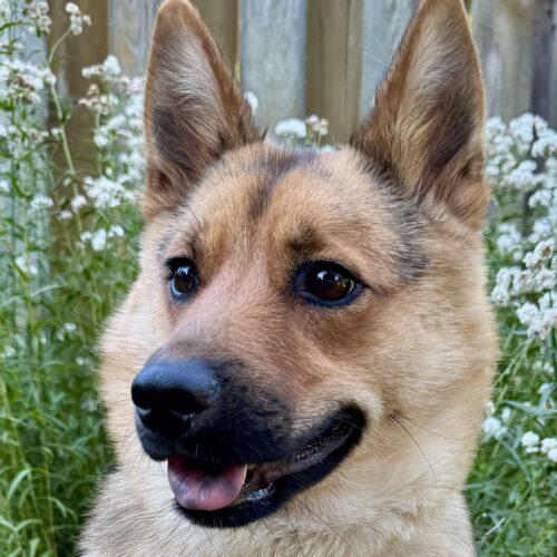Enlarge Nala, a Adoptable mixed breed in Hawkestone, ON image 5/6