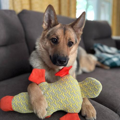 Enlarge Nala, a Adoptable mixed breed in Hawkestone, ON image 6/6