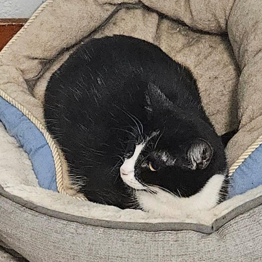 Chip, Adopted, Adult Male Domestic Short Hair.