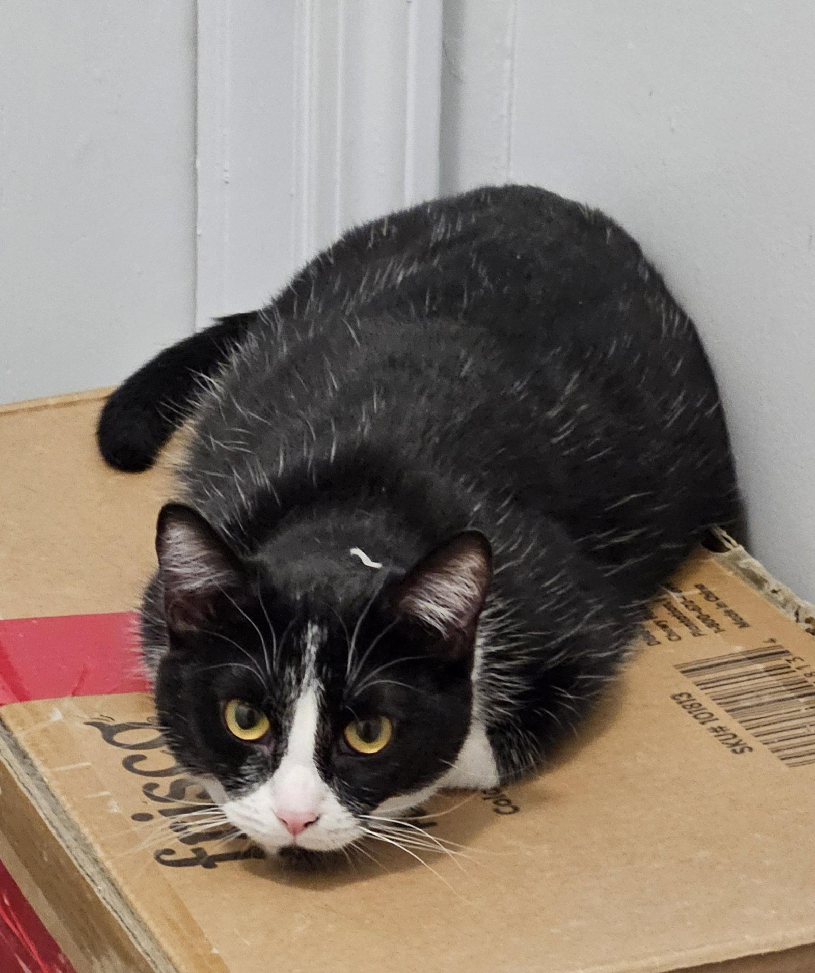 Enlarge Chip, a Adopted Domestic Short Hair in Greenfield, IN image 3/3