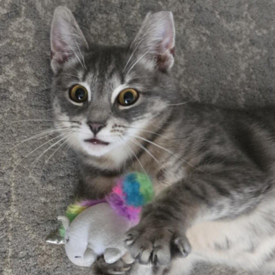 Enlarge Sasha (**Bonded with Toby), a Adoptable Domestic Short Hair in Philadelphia, PA image 1/3