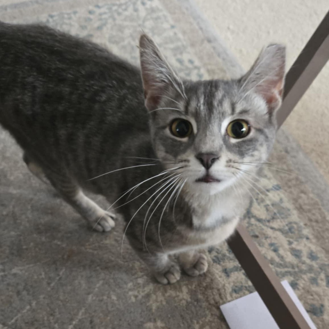 Enlarge Sasha (**Bonded with Toby), a Adoptable Domestic Short Hair in Philadelphia, PA image 3/3