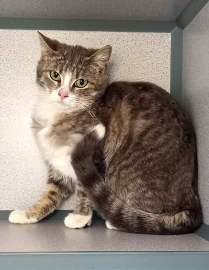 Enlarge Munchkin (Barn Cat), a Adoptable mixed breed in Waupaca, WI image 1/1