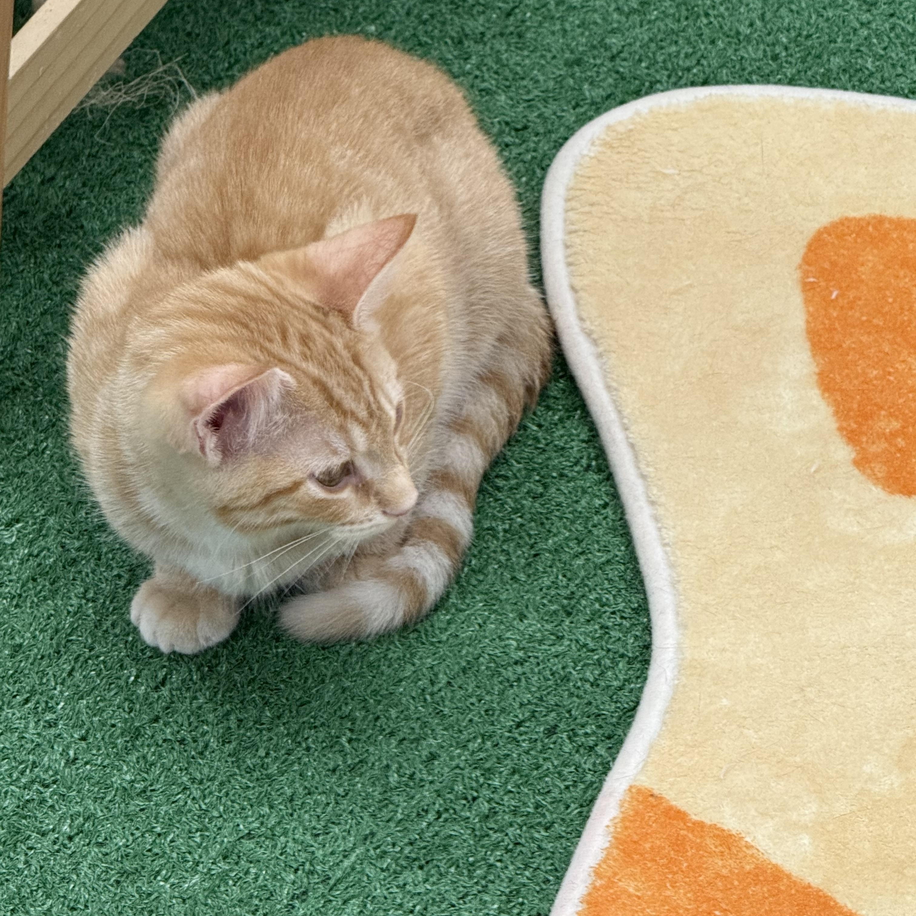 Tango, Adoptable, Young Male Domestic Short Hair.