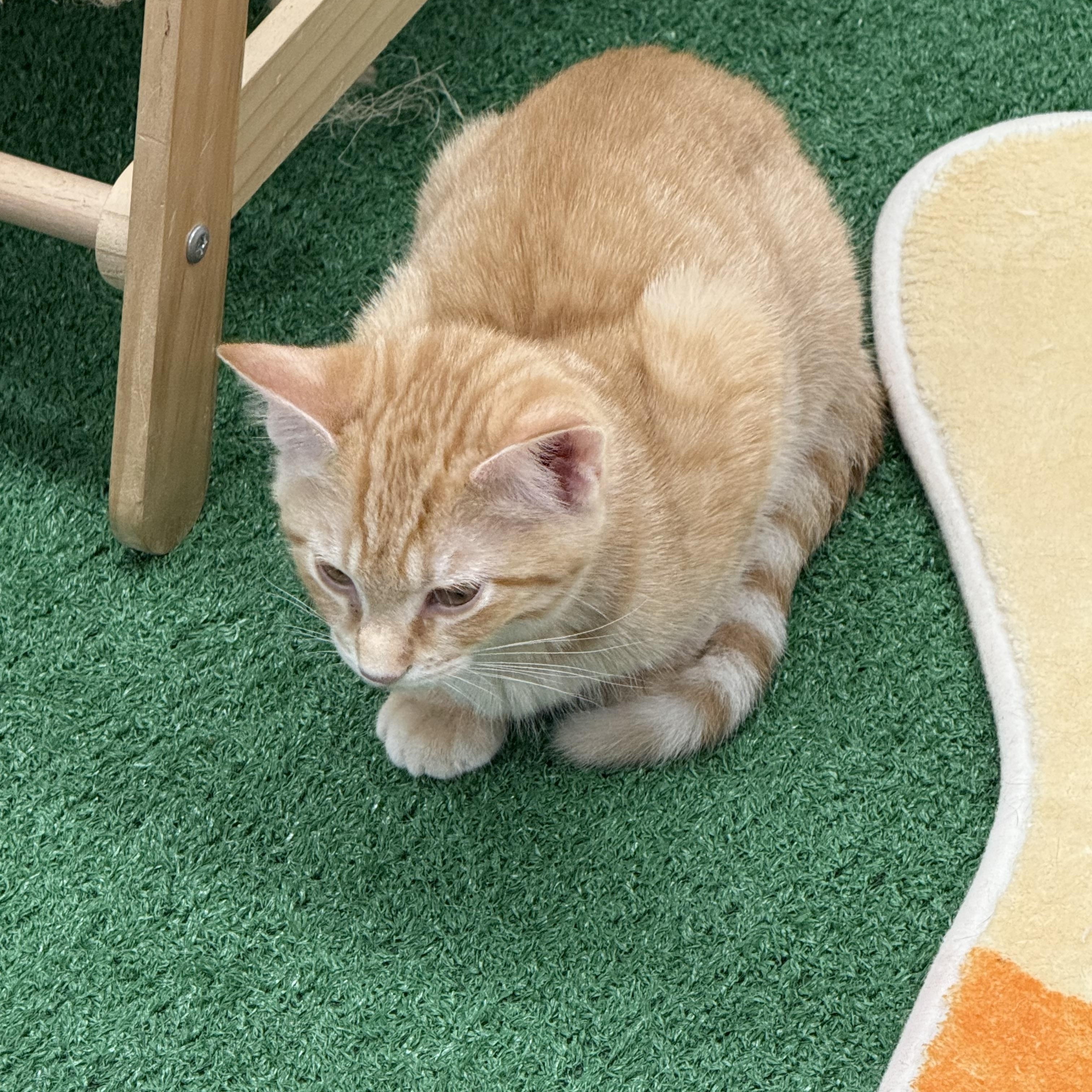 Tango, a Adoptable Domestic Short Hair in Lebanon, KY image 2/4