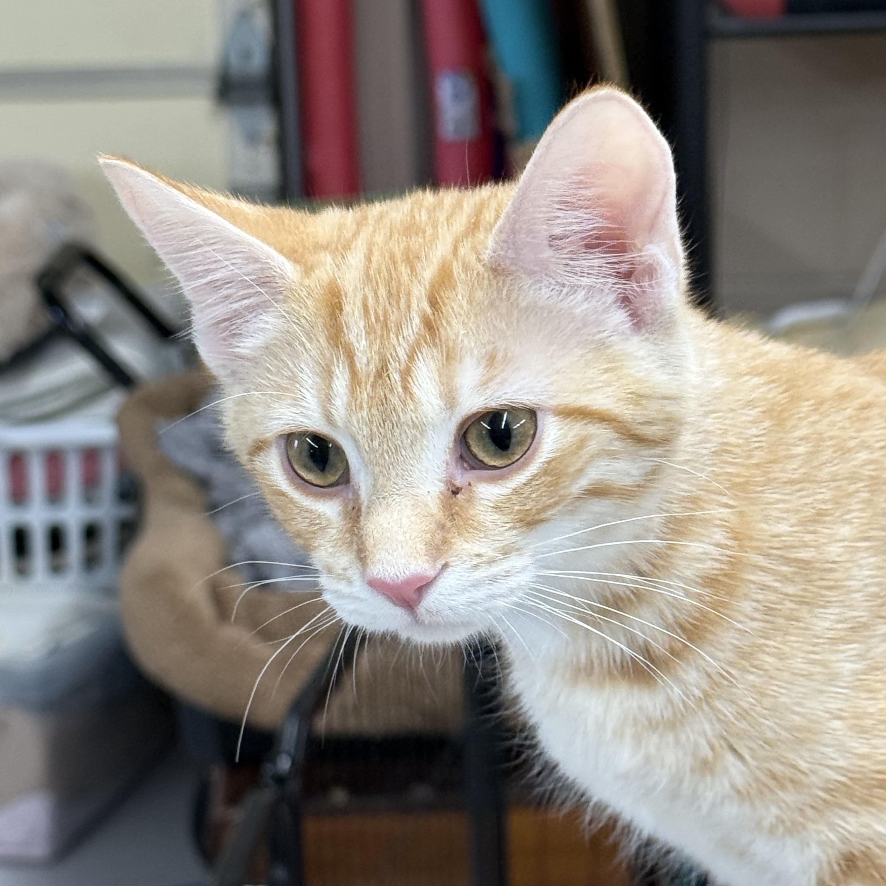Tango, a Adoptable Domestic Short Hair in Lebanon, KY image 3/4