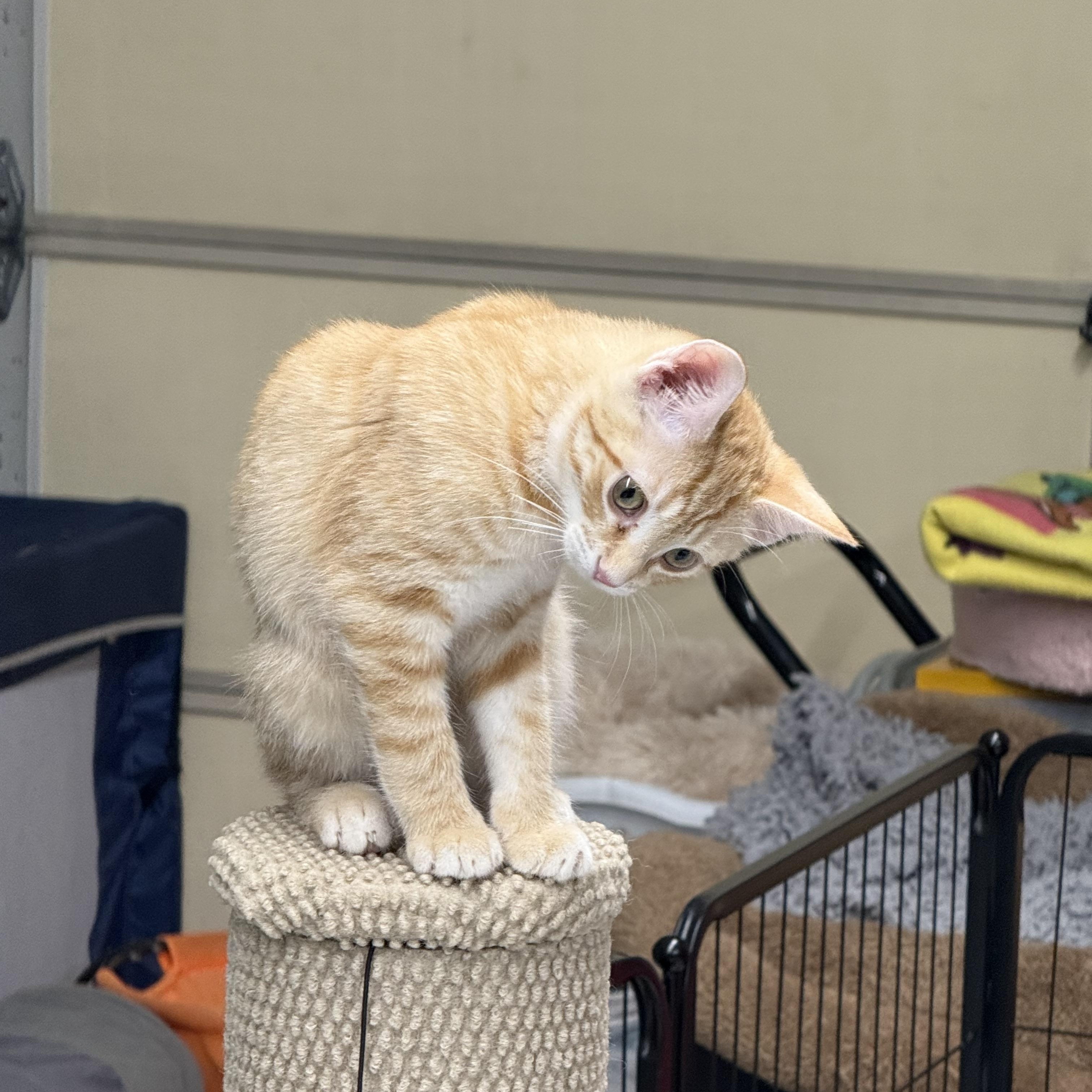 Tango, a Adoptable Domestic Short Hair in Lebanon, KY image 4/4