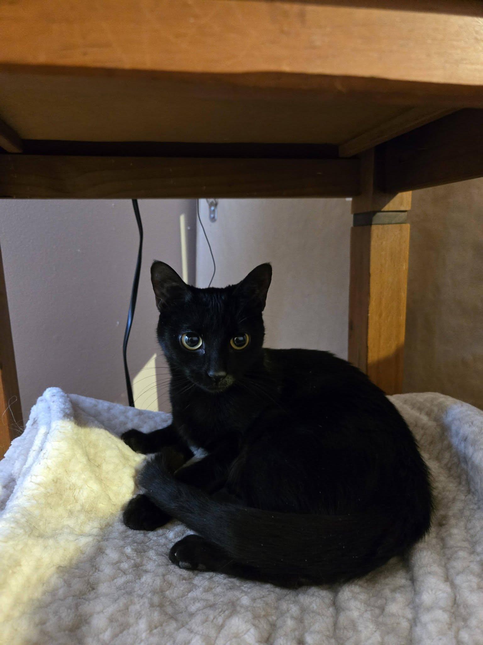 Enlarge Chikita, a ADOPTABLE Domestic Short Hair in Montreal, QC image 2/3