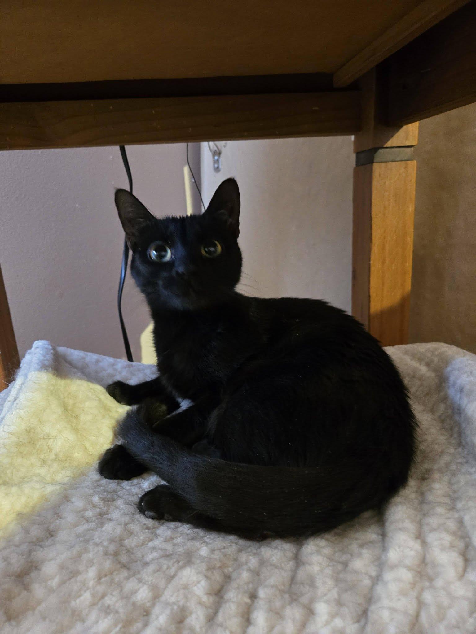 Enlarge Chikita, a ADOPTABLE Domestic Short Hair in Montreal, QC image 3/3