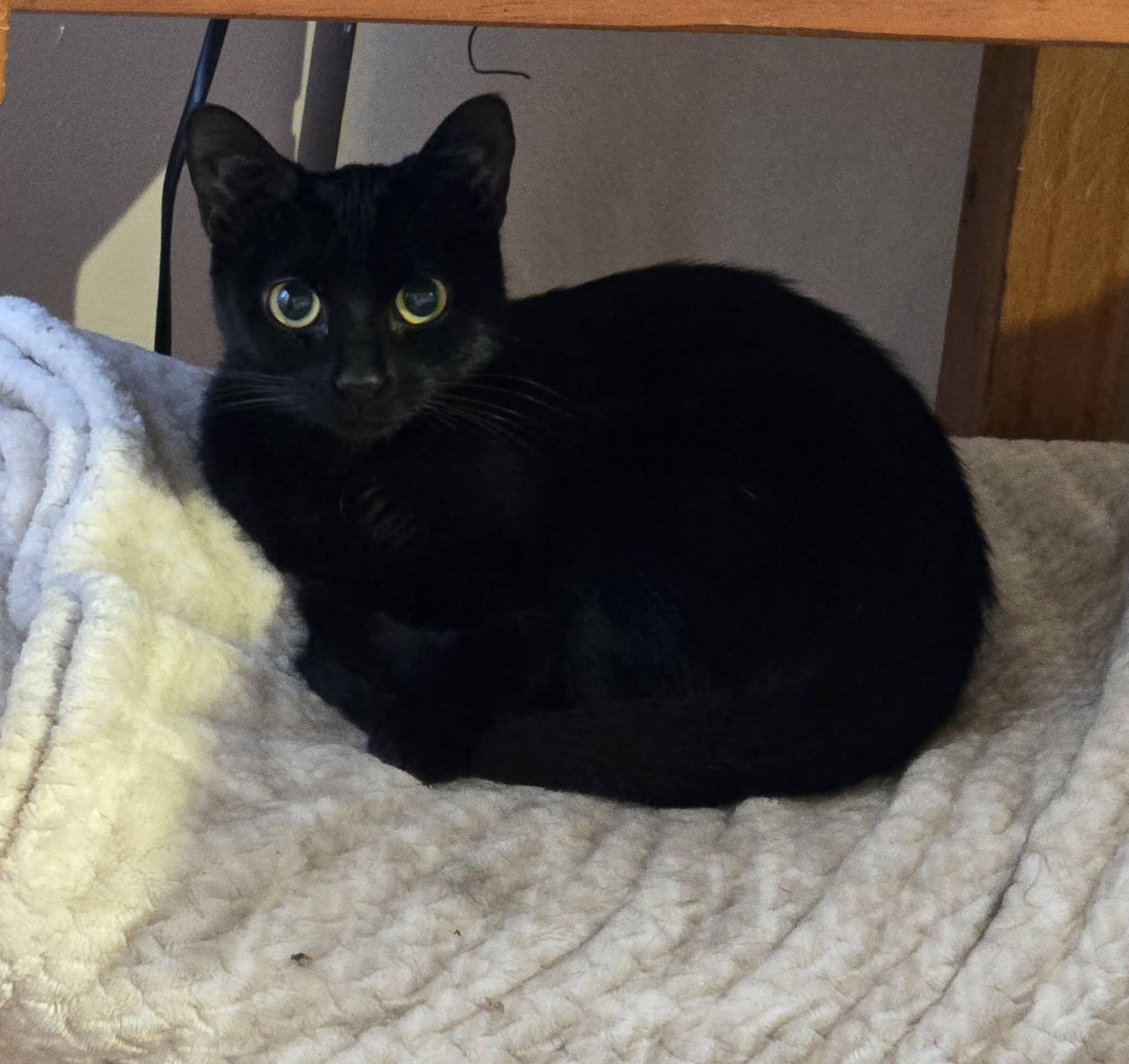 Chikita, ADOPTABLE, Adult Female Domestic Short Hair.