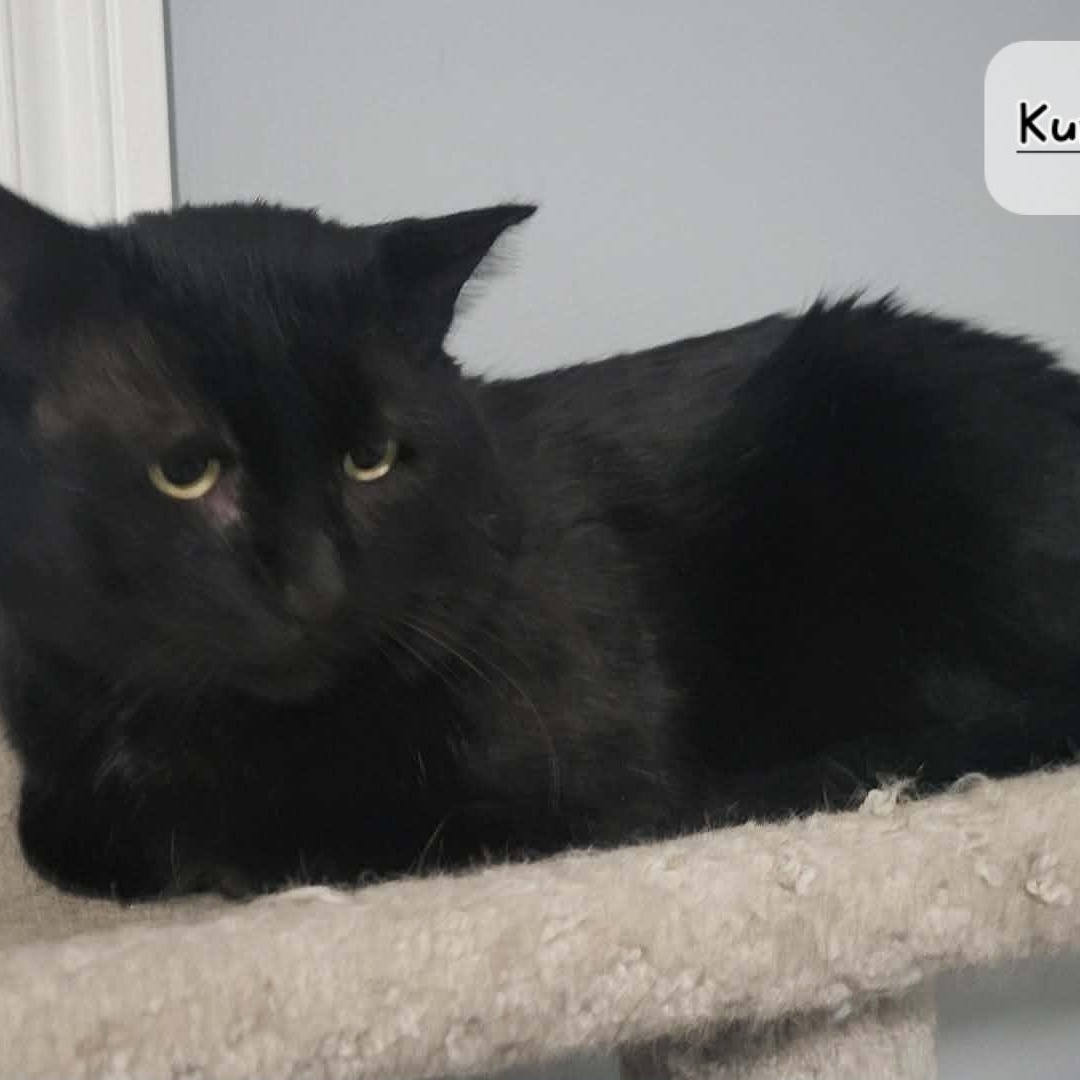 Enlarge Kuro (m) 3yrs old DSH black Bombay , a ADOPTABLE mixed breed in Ottawa, ON image 3/6