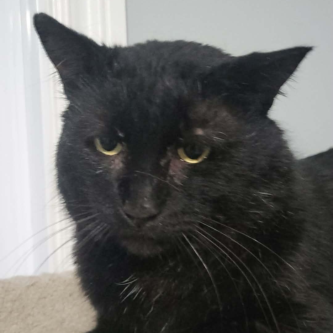 Enlarge Kuro (m) 3yrs old DSH black Bombay , a ADOPTABLE mixed breed in Ottawa, ON image 1/6