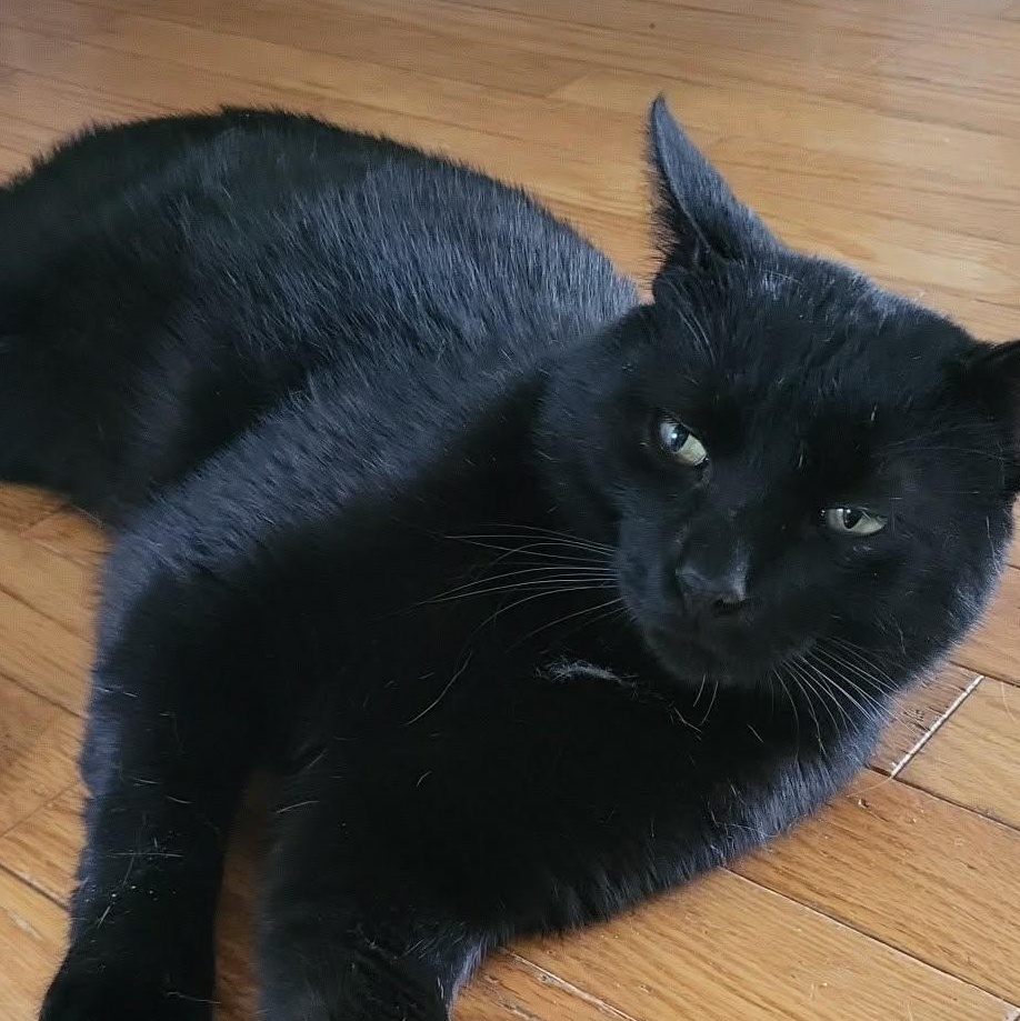 Kuro (m) 3yrs old DSH black Bombay , ADOPTABLE, Adult Male Bombay & Domestic Short Hair.