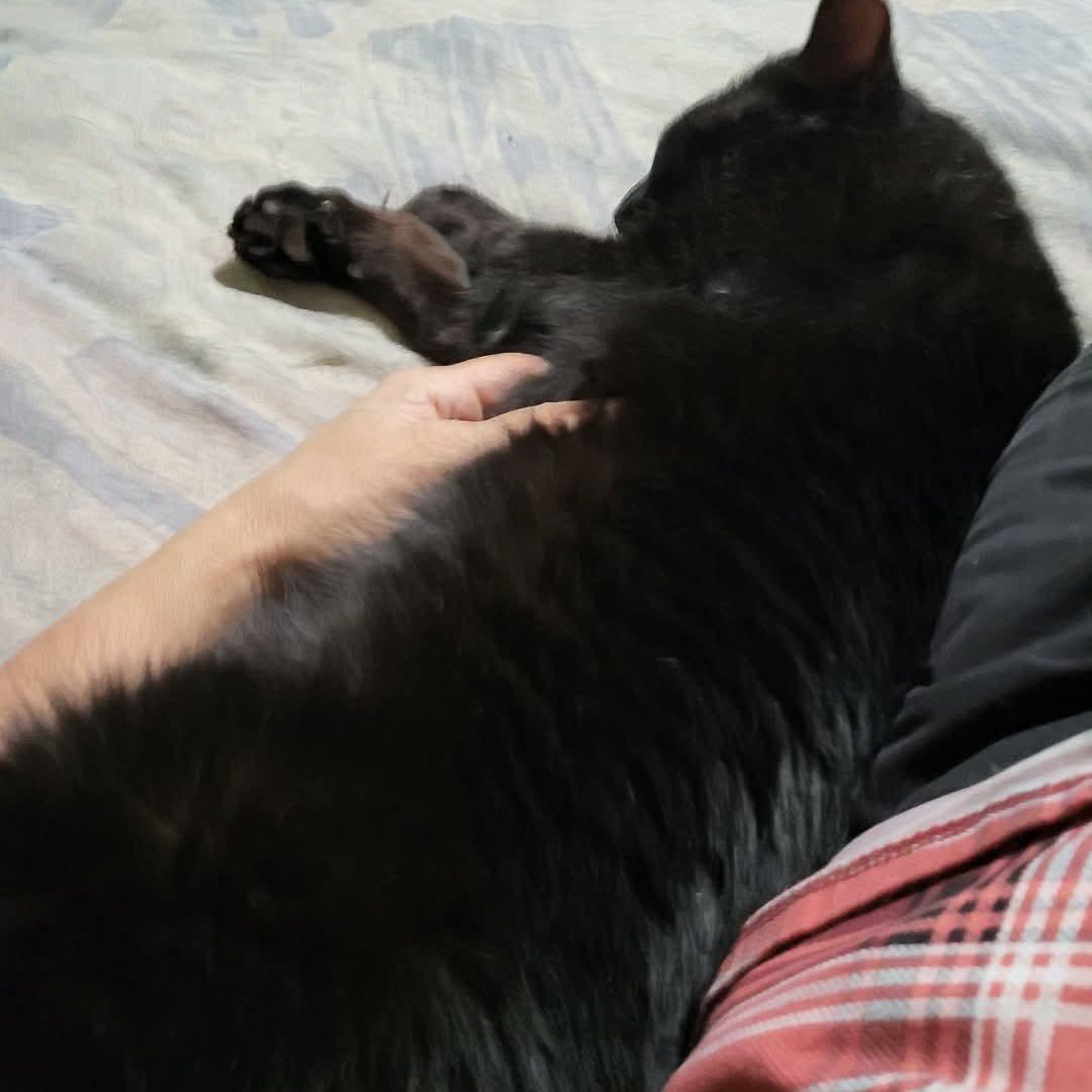 Enlarge Kuro (m) 3yrs old DSH black Bombay , a ADOPTABLE mixed breed in Ottawa, ON image 5/6