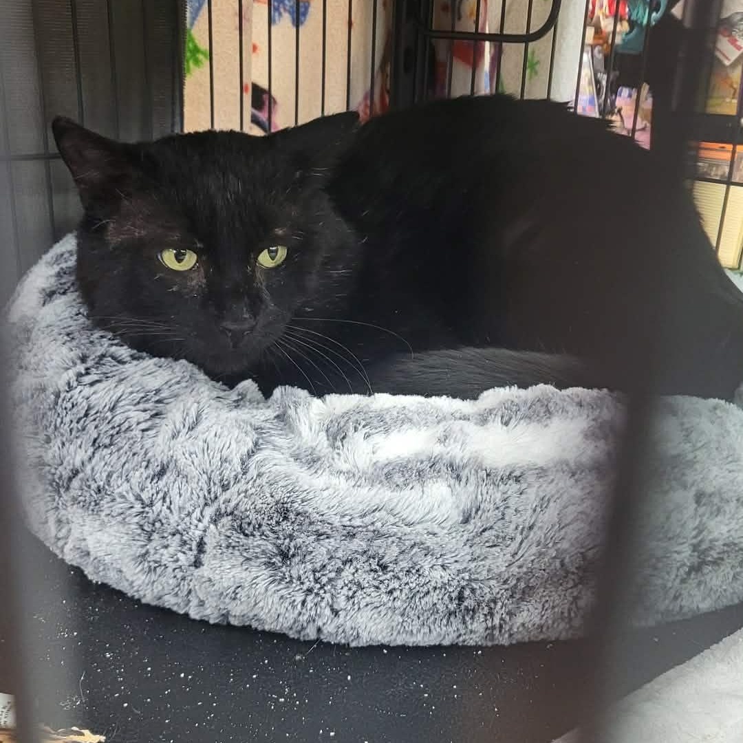 Enlarge Kuro (m) 3yrs old DSH black Bombay , a ADOPTABLE mixed breed in Ottawa, ON image 2/6