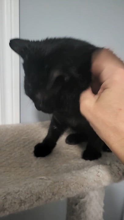 Enlarge Kuro (m) 3yrs old DSH black Bombay , a ADOPTABLE mixed breed in Ottawa, ON video 4/6