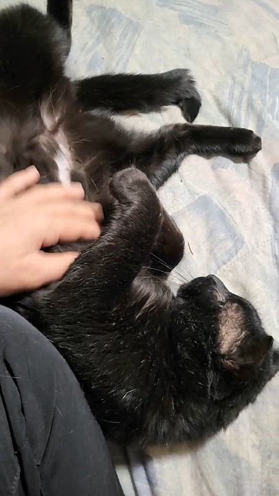 Enlarge Kuro (m) 3yrs old DSH black Bombay , a ADOPTABLE mixed breed in Ottawa, ON video 6/6