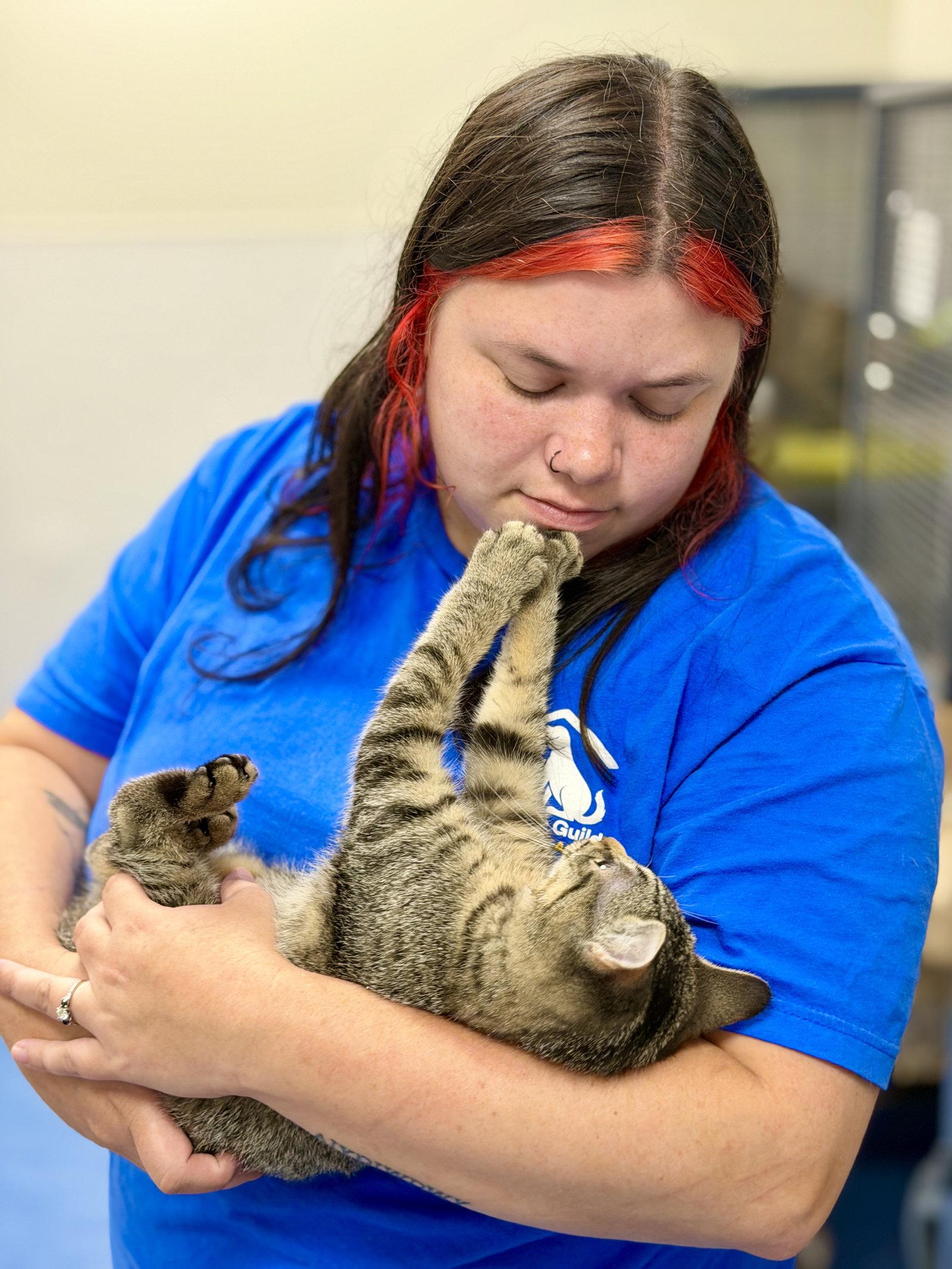 Cannoli, Adoptable, Kitten Female Domestic Short Hair & Tabby.