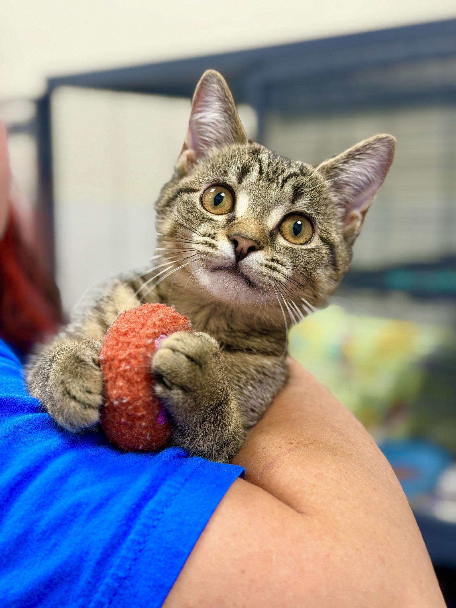 Enlarge Cannoli, a Adoptable mixed breed in West Cornwall, CT image 2/3