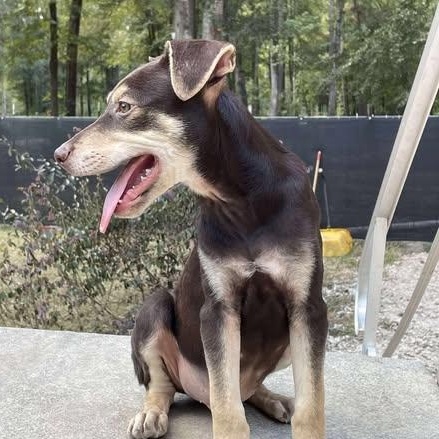 Whisky, an adoptable Mixed Breed in Sagle, ID, 83860 | Photo Image 1