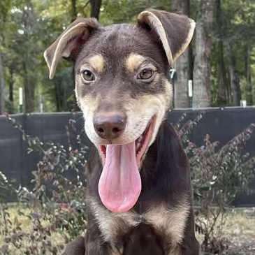 Whisky, an adoptable Mixed Breed in Sagle, ID, 83860 | Photo Image 2