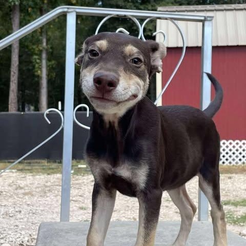 Whisky, an adoptable Mixed Breed in Sagle, ID, 83860 | Photo Image 3