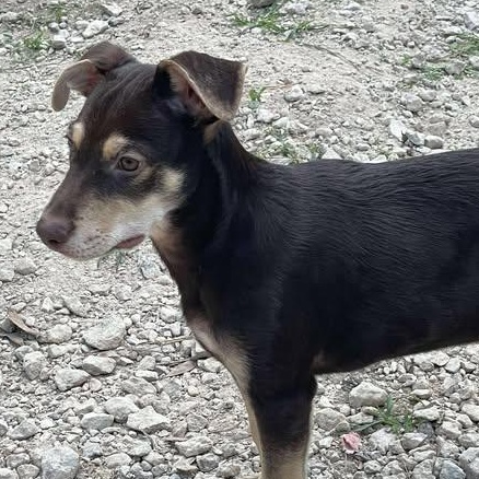 Whisky, an adoptable Mixed Breed in Sagle, ID, 83860 | Photo Image 4