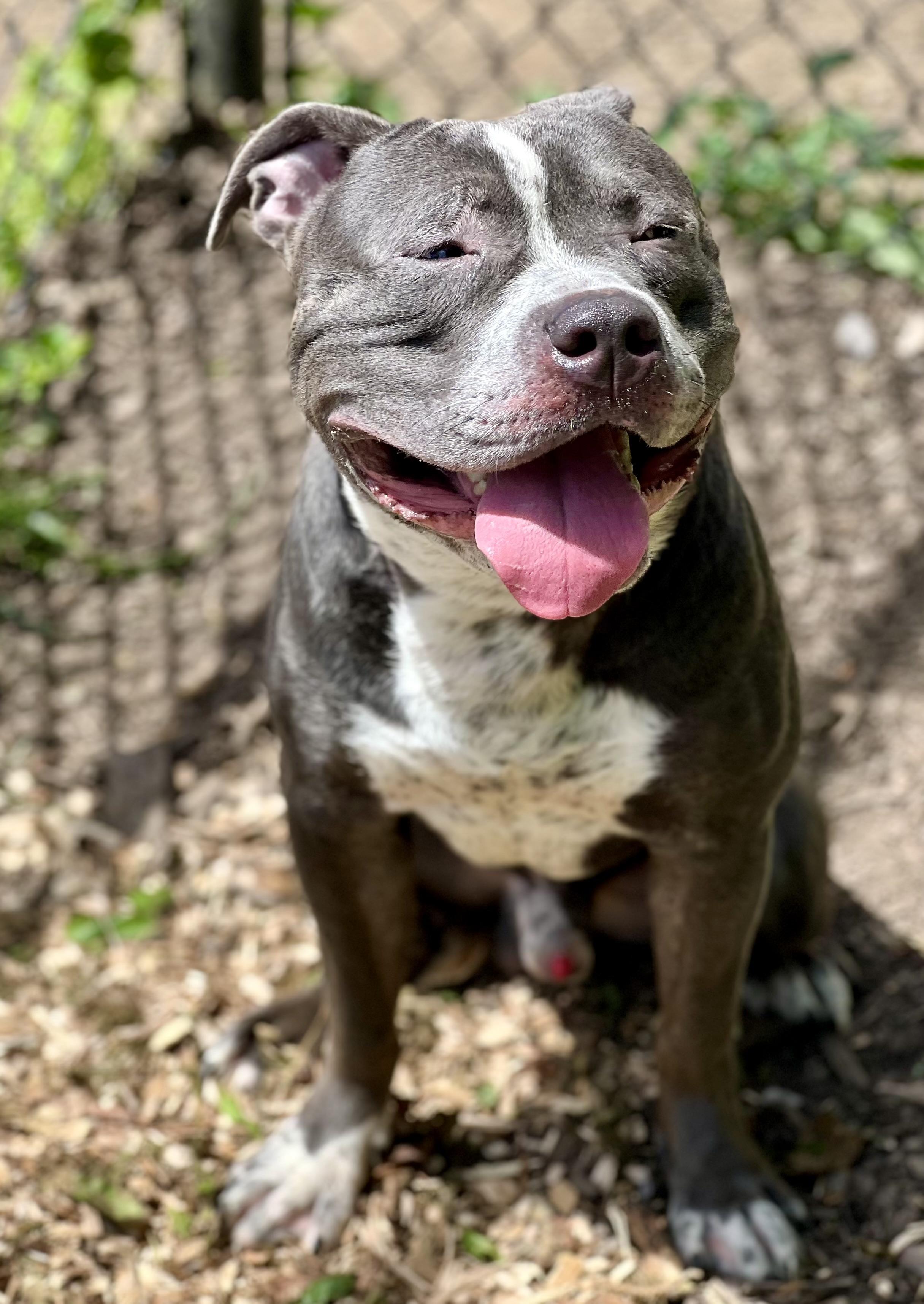 Clyde, a Adoptable American Staffordshire Terrier in Yonkers, NY image 1/5