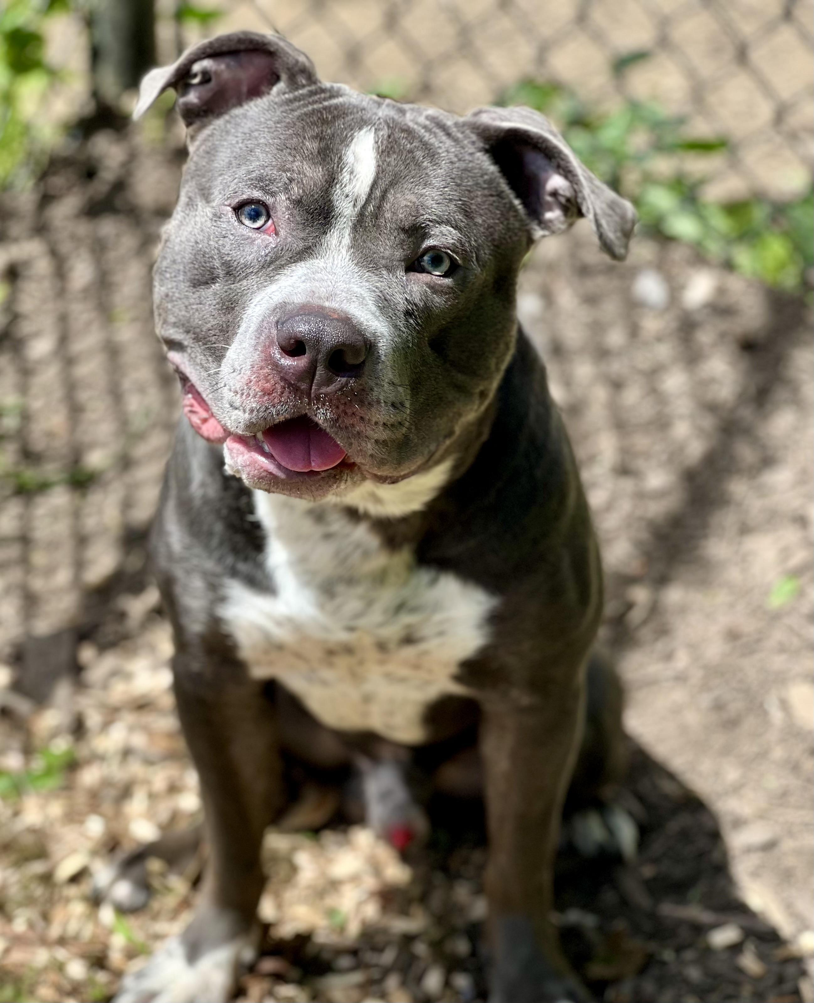 Clyde, a Adoptable American Staffordshire Terrier in Yonkers, NY image 2/5