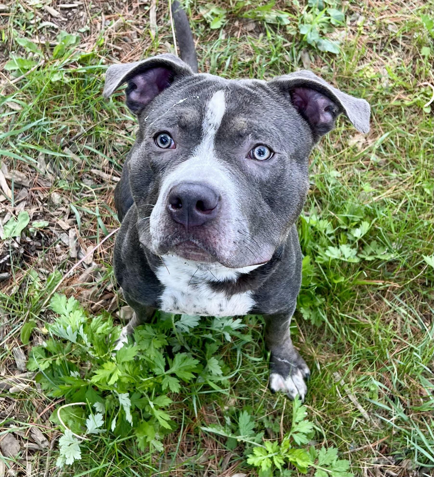 Clyde, a Adoptable American Staffordshire Terrier in Yonkers, NY image 3/5