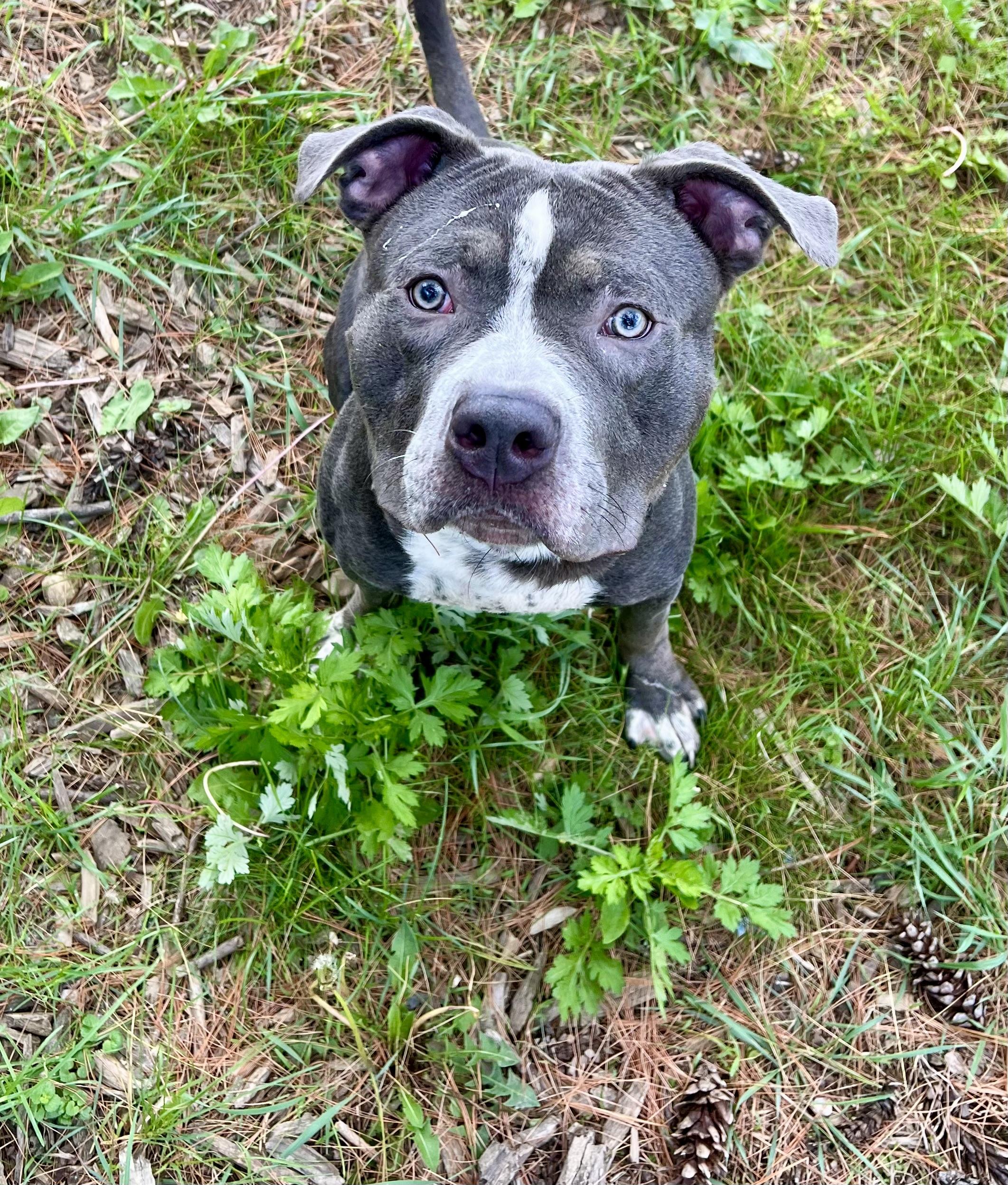 Clyde, a Adoptable American Staffordshire Terrier in Yonkers, NY image 4/5