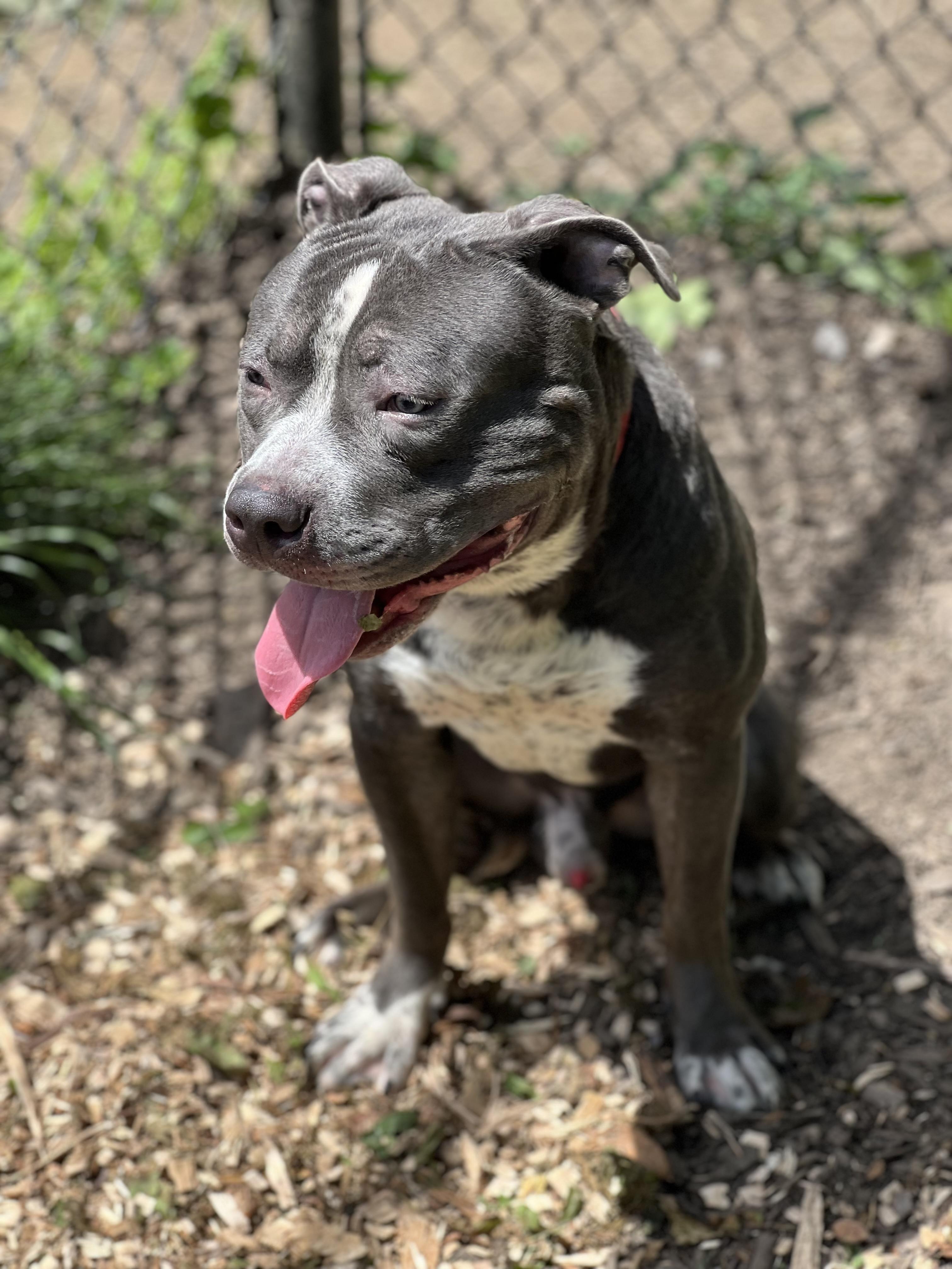 Clyde, a Adoptable American Staffordshire Terrier in Yonkers, NY image 5/5