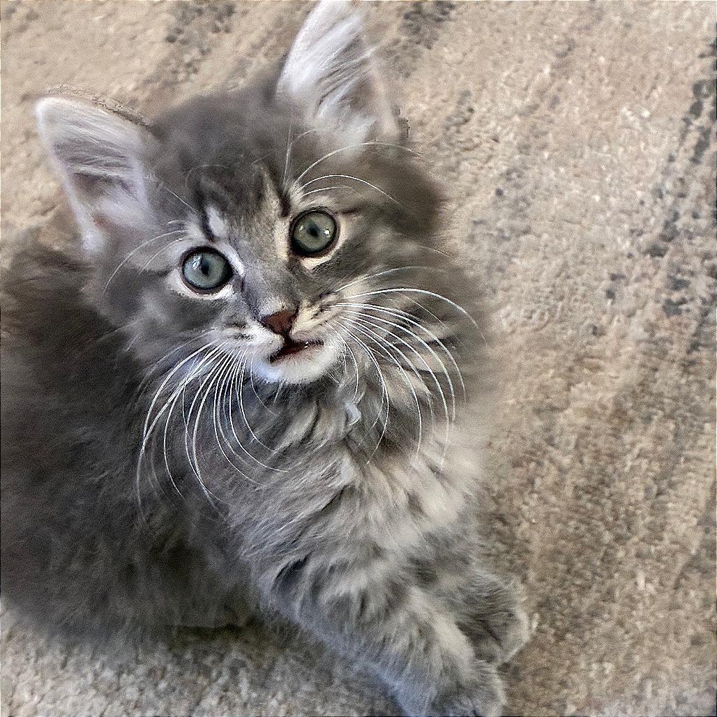 Enlarge Livia, a Adoptable Domestic Medium Hair in Wichita, KS image 1/5