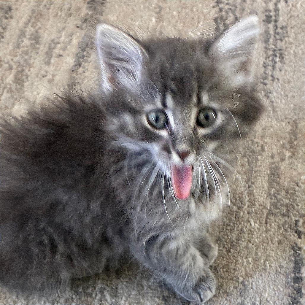 Enlarge Livia, a Adoptable Domestic Medium Hair in Wichita, KS image 2/5