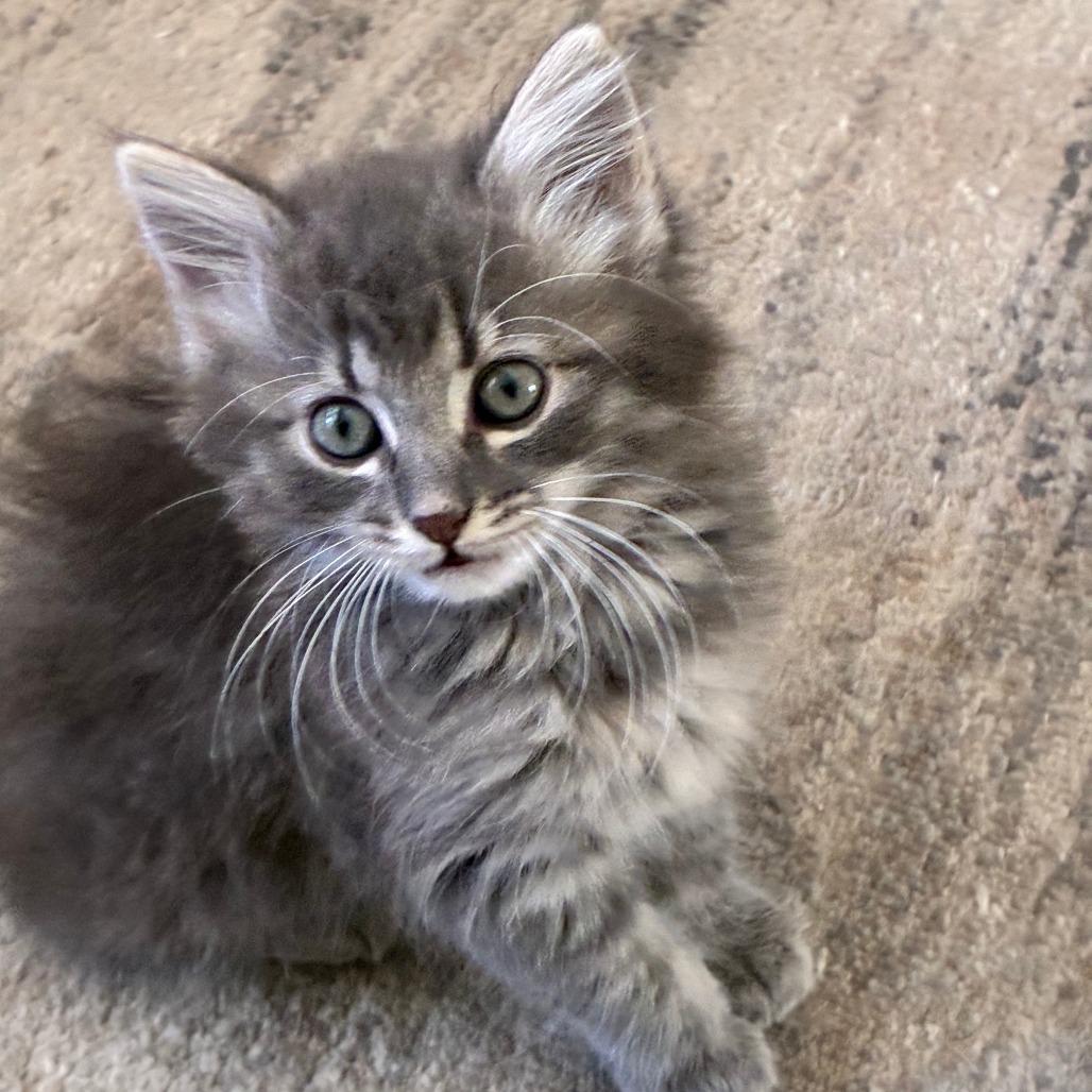 Enlarge Livia, a Adoptable Domestic Medium Hair in Wichita, KS image 3/5