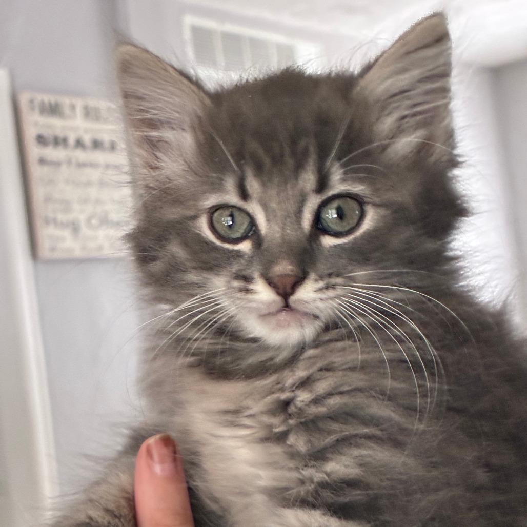 Enlarge Livia, a Adoptable Domestic Medium Hair in Wichita, KS image 4/5