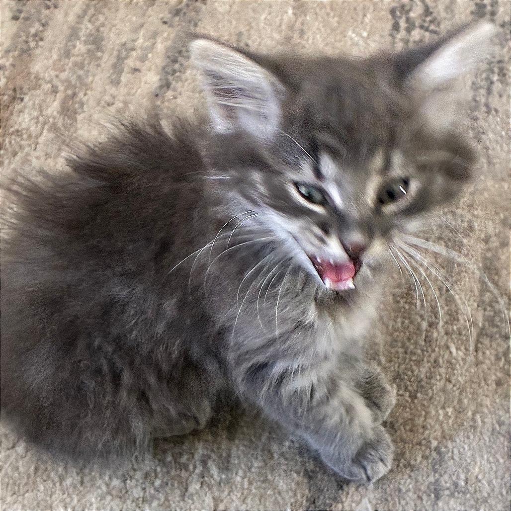 Enlarge Livia, a Adoptable Domestic Medium Hair in Wichita, KS image 5/5