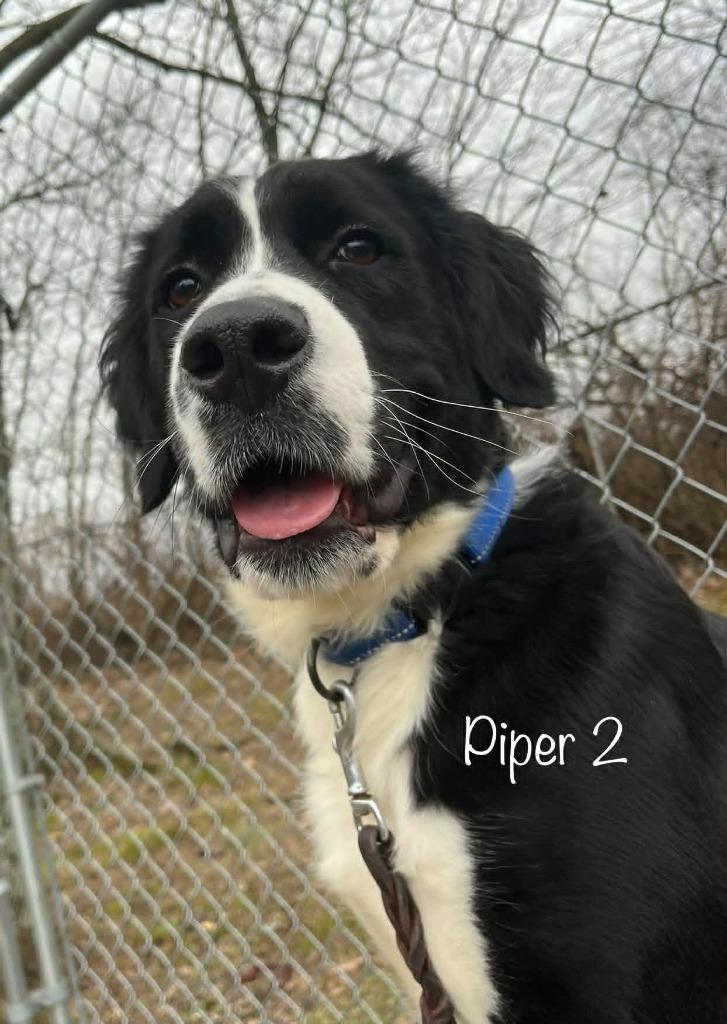 Enlarge PIPER 2, a Adoptable mixed breed in Princeton, IN image 1/3
