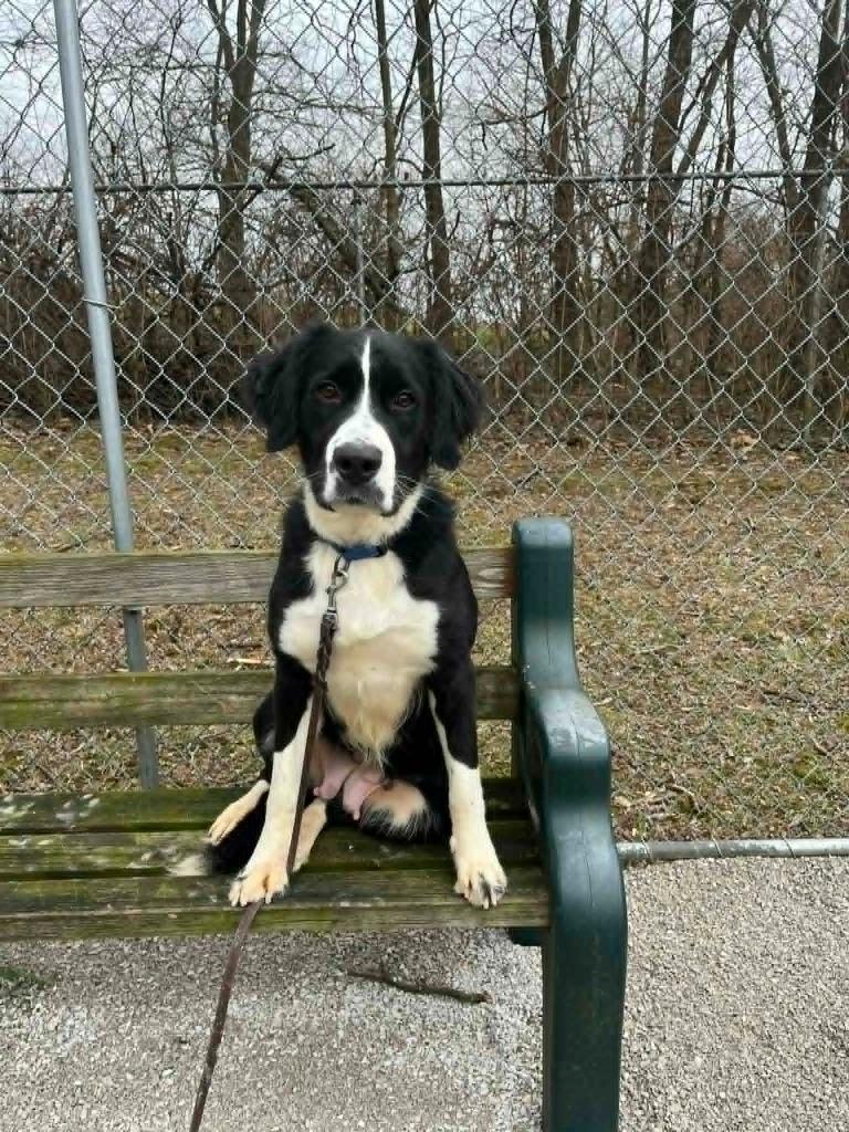 Enlarge PIPER 2, a Adoptable mixed breed in Princeton, IN image 2/3